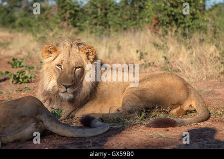 Un adolescente di sesso maschile lion giacente a terra guardando la fotocamera in Victoria Falls, Zimbabwe. Foto Stock