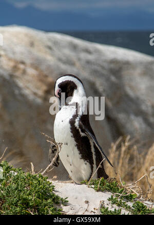 Un unico pinguino africano si siede su una roccia preening sulla spiaggia di Boulder, Sud Africa Foto Stock