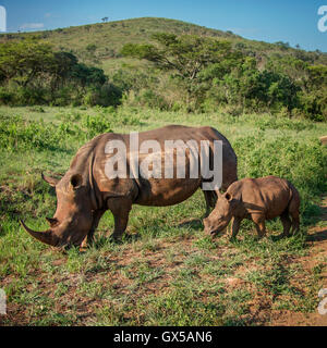 Una madre e un bambino di rinoceronte bianco che pascolano nel Hluhluwe Game Reserve in Sud Africa Foto Stock