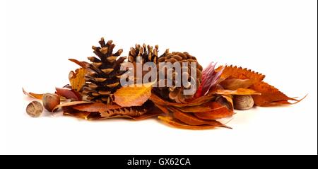 Cumulo di foglie di autunno, pigne e i dadi su uno sfondo bianco Foto Stock
