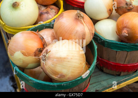 Cipolle dorate in cesti al mercato Foto Stock