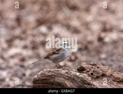 Bianco-throated Sparrow [Zonotrichia albicollis]. Central Park di New York. Foto Stock