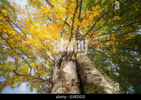 Albero di quercia in foglia completa in piedi da solo. Foto Stock