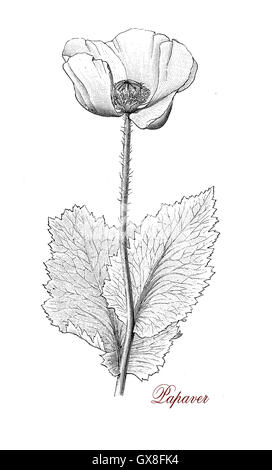 Papaver è una pianta ornamentale con rosso, rosa, arancione, giallo e fiori lilla e con un po' di uso culinario. Diversi tipi hanno uso medicinale per il loro traffico illecito di stupefacenti e di proprietà ipnotico. L'oppio, morfina e codeina sono alcaloidi trovati in diverse varietà di papavero. Foto Stock