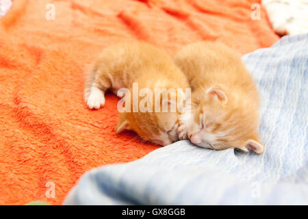 Tabby arancione Gattino che dorme sul tessuto arancione sfondo. striped bianco e arancione. Foto Stock