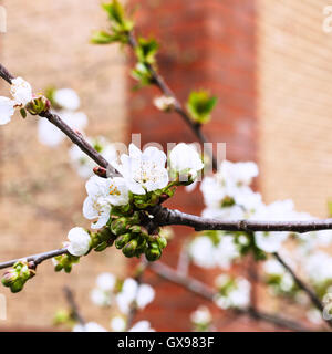 Fiori bianchi di amarena il ramoscello in Orchard a molla Foto Stock