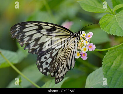 Albero Bianco Ninfa Butterfly (Idea leuconoe) su Lantana fiore Foto Stock