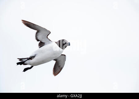 Razorbill (Alca Torda) in volo; Isola di maggio, Scotland Regno Unito Foto Stock