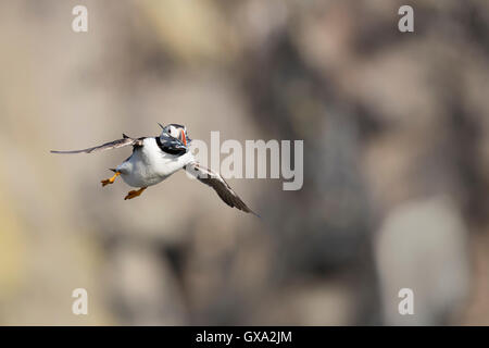 Puffin (Fratercula arctica) in volo con cicerelli; Isola di maggio Scotland Regno Unito Foto Stock