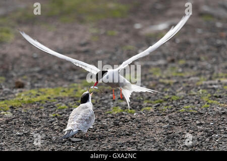 Arctic Tern (sterna paradisaea) alimentazione di un pulcino; Isola di maggio Scotland Regno Unito Foto Stock