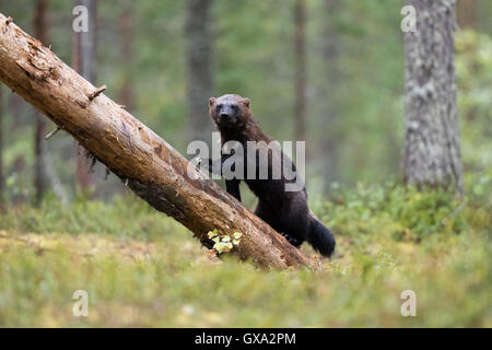 Wolverine (Gulo gulo) circa di arrampicarsi su un albero caduto in una foresta; Viiksimo Finlandia Foto Stock