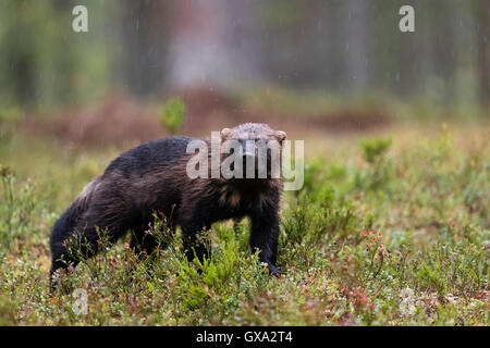 Wolverine (Gulo gulo) in una foresta piovosa ; Viiksimo Finlandia Foto Stock