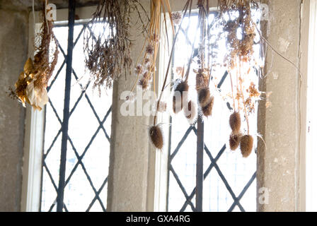Sheffield, Regno Unito 03 05 2014: Piante essiccamento appeso in un vecchio cottage finestra su 03 Maggio 2016 nei Vescovi' House, Meersbrook Park Foto Stock