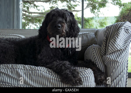 Un Labradoodle nero su un lettino rilassante e guardando la telecamera Foto Stock