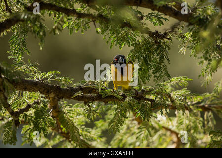 Il baglafecht weaver Foto Stock