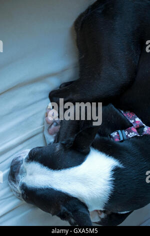 Un Boston Terrier napping su una sedia Foto Stock