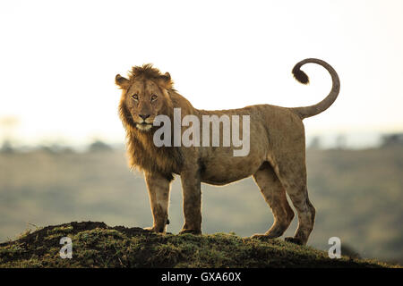 Due lion fratello soddisfare Foto Stock