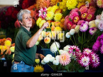 Ultimi preparativi sono realizzati in anticipo di Harrogate Autunno Flower Show al grande Yorkshire Showground. Foto Stock