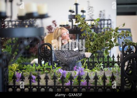 Ultimi preparativi sono realizzati in anticipo di Harrogate Autunno Flower Show al grande Yorkshire Showground. Foto Stock