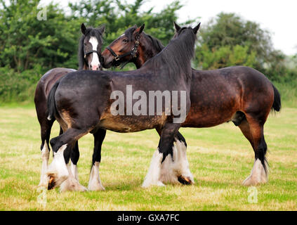 Shire cavalli toelettatura ogni altro. Foto Stock