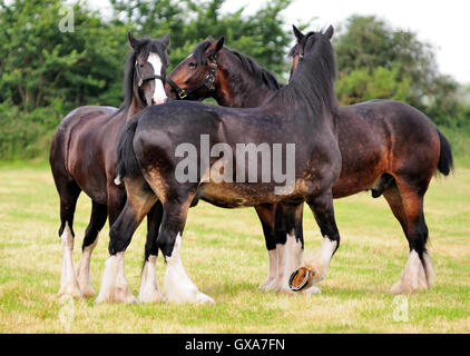 Shire cavalli toelettatura ogni altro. Foto Stock