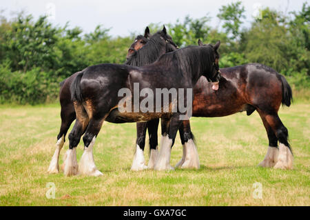 Shire cavalli toelettatura ogni altro. Foto Stock