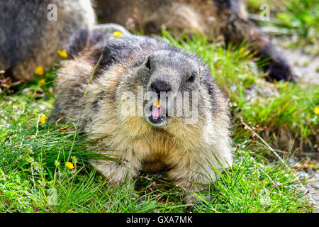 Marmotta alpina Foto Stock