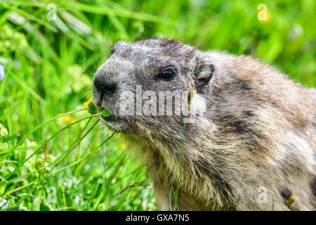 Marmotta alpina Foto Stock