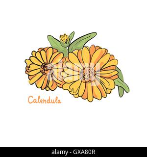 Disegnata a mano illustrazione dei medicinali vegetali di calendula. Una straordinaria immagine di erbe aromatiche. Illustrazione Vettoriale
