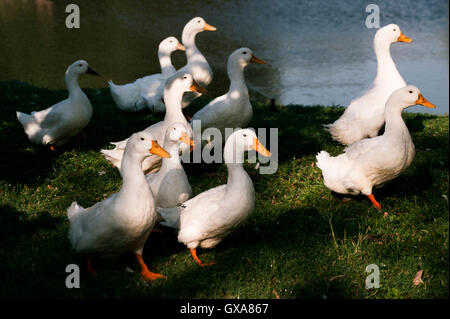 Gruppo di anatre bianco sull'erba vicino al lago. Foto Stock