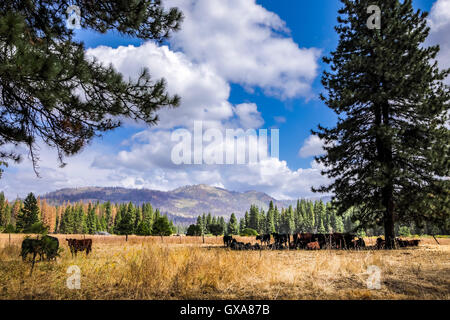 Ackerson Prato ex terra privata che ora è parte del Parco Nazionale di Yosemite Foto Stock