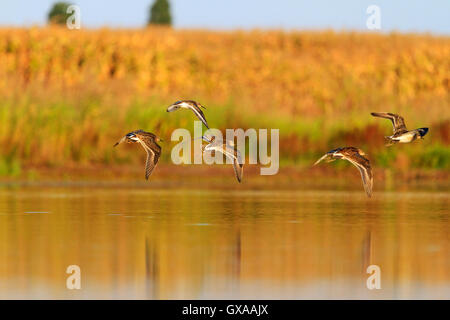 Sandpiper ruffs gregge volando ad una collezione autunno Foto Stock