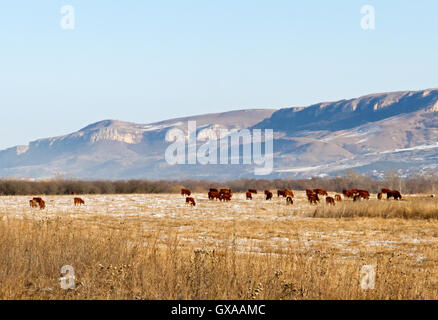 Paesaggio invernale con terreni agricoli, prato ricoperto di erba secca e di neve, pascolo di mandrie di vacche e le montagne con cielo blu Foto Stock