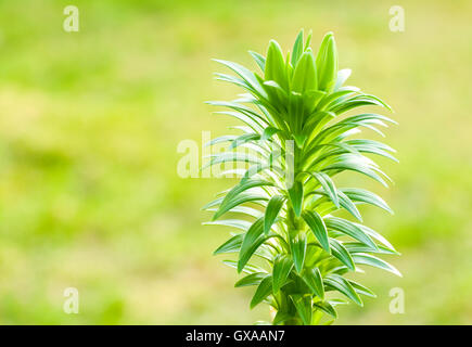 Botanic giardinaggio natura Immagine: giovane germoglio di primavera del giglio bianco (lilium) con tre fiori gemme closeup Foto Stock