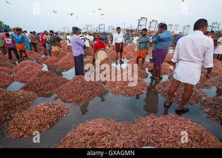 Gamberi giganti in vendita presso Neendakara porto di pescatori, Quilon, Kerala, India, Asia Porto, porto indiano, industria di pesca Foto Stock