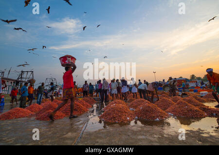 Gamberi giganti in vendita presso Neendakara porto di pescatori, Quilon, Kerala, India, Asia Porto, porto indiano, industria di pesca Foto Stock