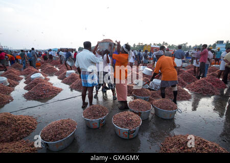 Gamberi giganti in vendita presso Neendakara porto di pescatori, Quilon, Kerala, India, Asia Porto, porto indiano, industria di pesca Foto Stock