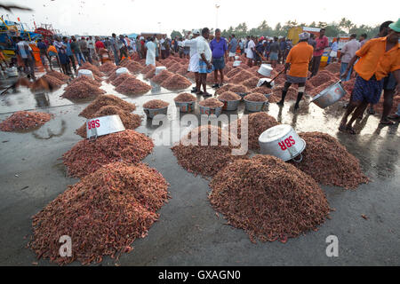 Gamberi giganti in vendita presso Neendakara porto di pescatori, Quilon, Kerala, India, Asia Porto, porto indiano, industria di pesca Foto Stock