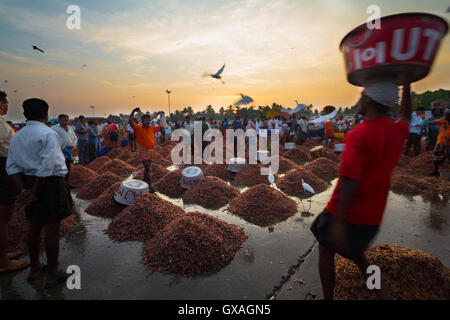 Gamberi giganti in vendita presso Neendakara porto di pescatori, Quilon, Kerala, India, Asia Porto, porto indiano, industria di pesca Foto Stock