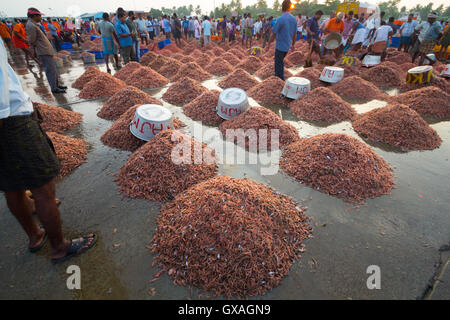 Gamberi giganti in vendita presso Neendakara porto di pescatori, Quilon, Kerala, India, Asia Porto, porto indiano, industria di pesca Foto Stock