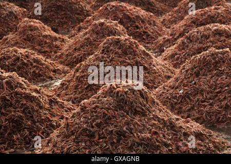 Gamberi giganti in vendita presso Neendakara porto di pescatori, Quilon, Kerala, India, Asia Porto, porto indiano, industria di pesca Foto Stock