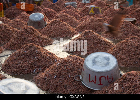 Gamberi giganti in vendita presso Neendakara porto di pescatori, Quilon, Kerala, India, Asia Porto, porto indiano, industria di pesca Foto Stock