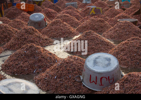 Gamberi giganti in vendita presso Neendakara porto di pescatori, Quilon, Kerala, India, Asia Porto, porto indiano, industria di pesca Foto Stock