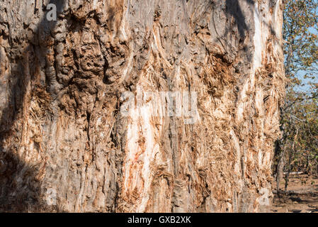 Il tronco di un baobab che è stata danneggiata da elefanti Foto Stock