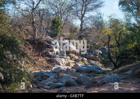 Una secca rocciosa riverbed nel Parco Nazionale di Kruger Foto Stock