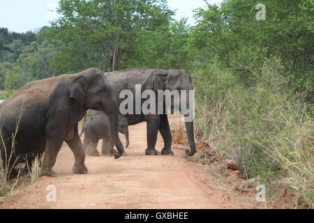 Una sfilata di elefanti proteggendo i giovani croste nel loro movimento in formazione di Wasgamuwa, Sri Lanka Foto Stock