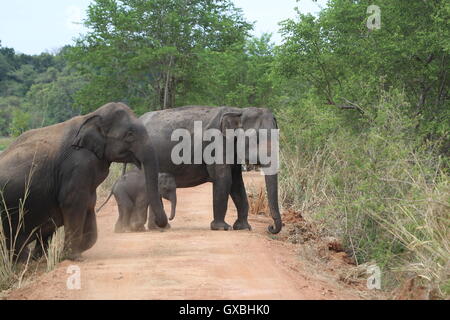 Una sfilata di elefanti proteggendo i giovani croste nel loro movimento in formazione di Wasgamuwa, Sri Lanka Foto Stock