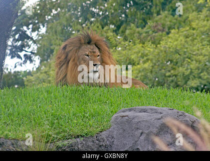 Un Leone seduto sull'erba sulla cima di una collina Foto Stock