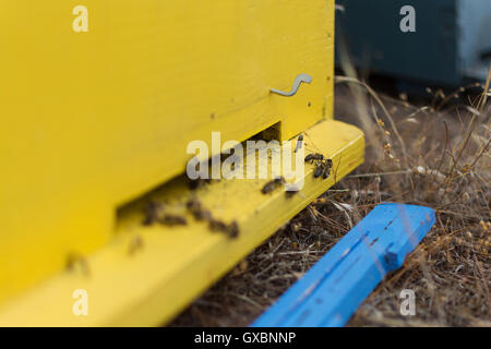 Api mellifere brulicante e battenti intorno al loro alveare. Messa a fuoco selettiva. Le api provenienti in e fuori del loro alveare di giallo. Foto Stock