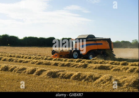 Macchina mietitrebbiatrice la raccolta in campo di grano Foto Stock